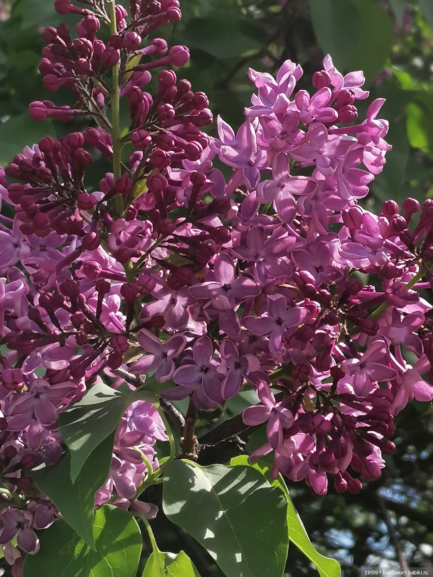 Плыл по городу запах сирени (фото 2)