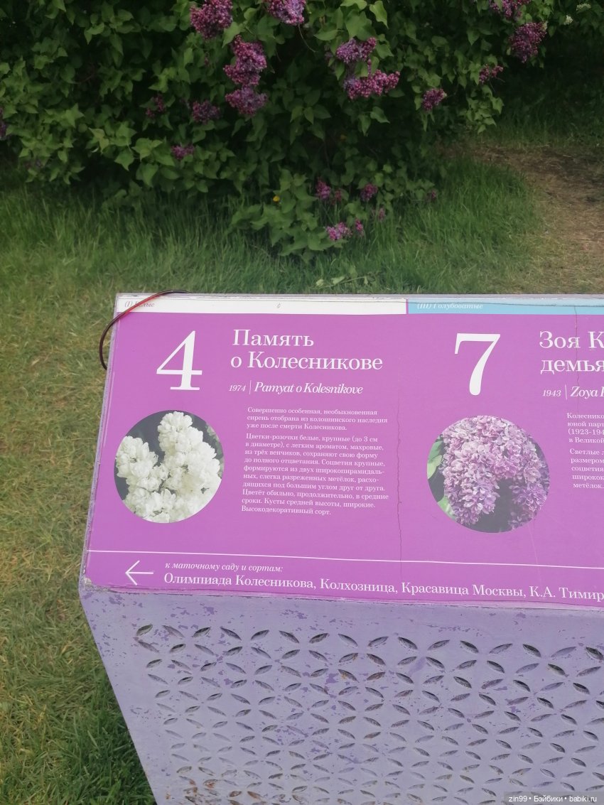 Плыл по городу запах сирени