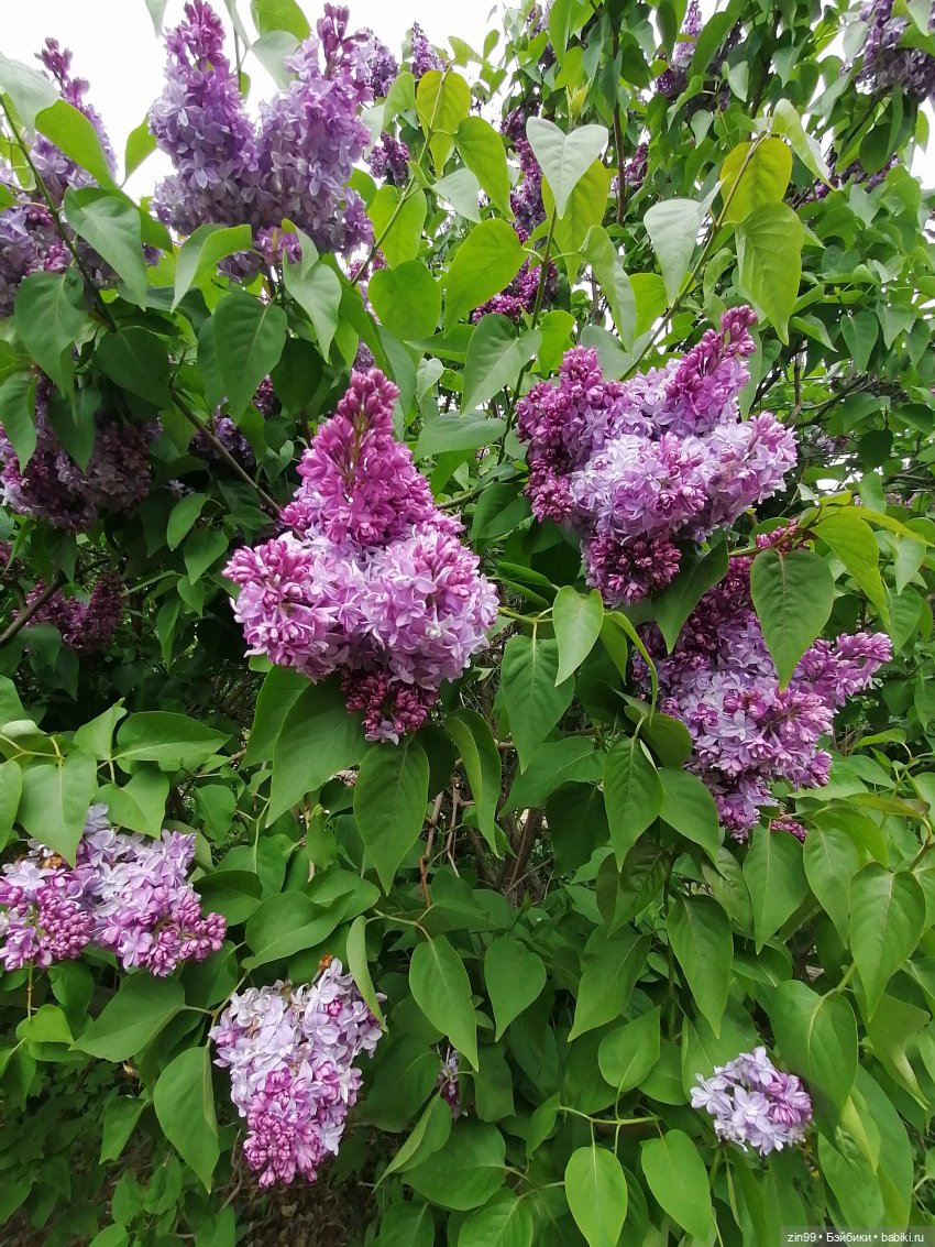 Плыл по городу запах сирени