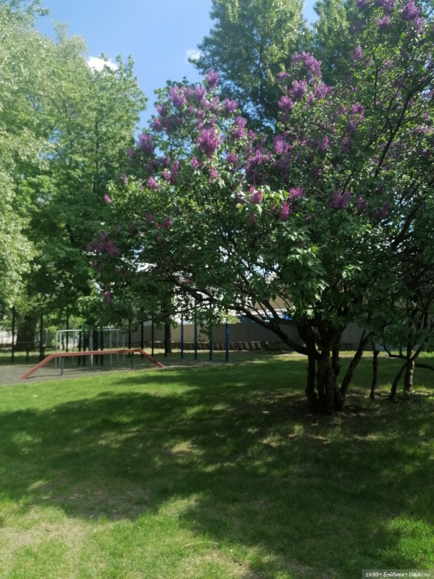 Плыл по городу запах сирени