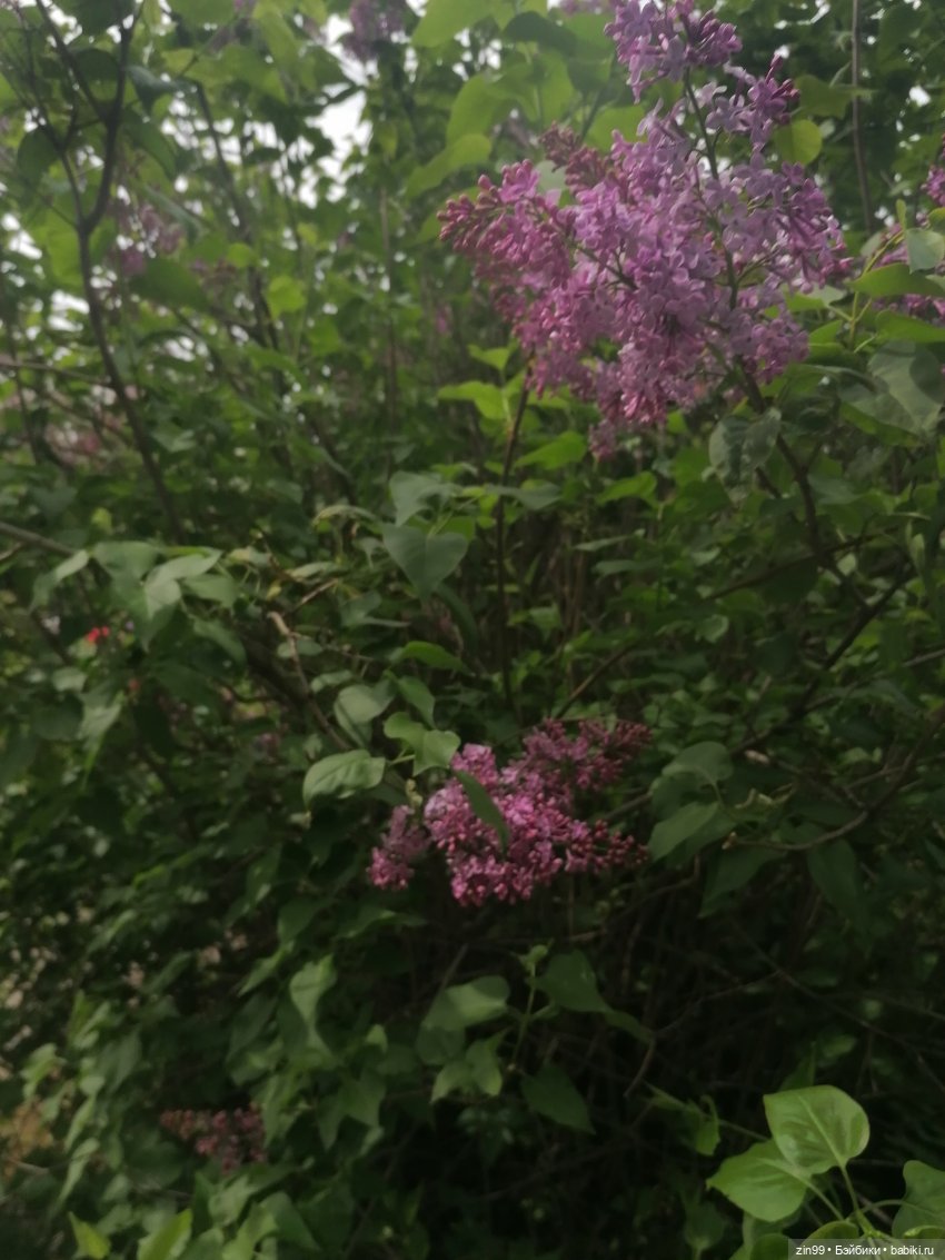 Плыл по городу запах сирени (фото 3)