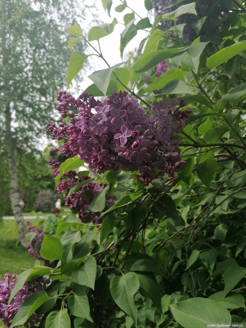 Плыл по городу запах сирени (фото 6)