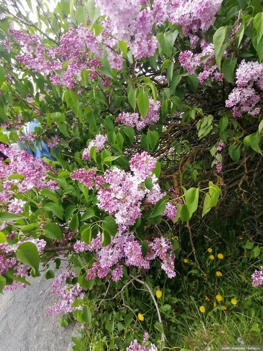 Плыл по городу запах сирени