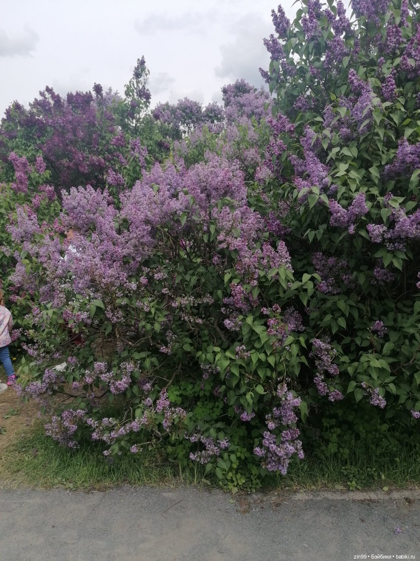 Плыл по городу запах сирени