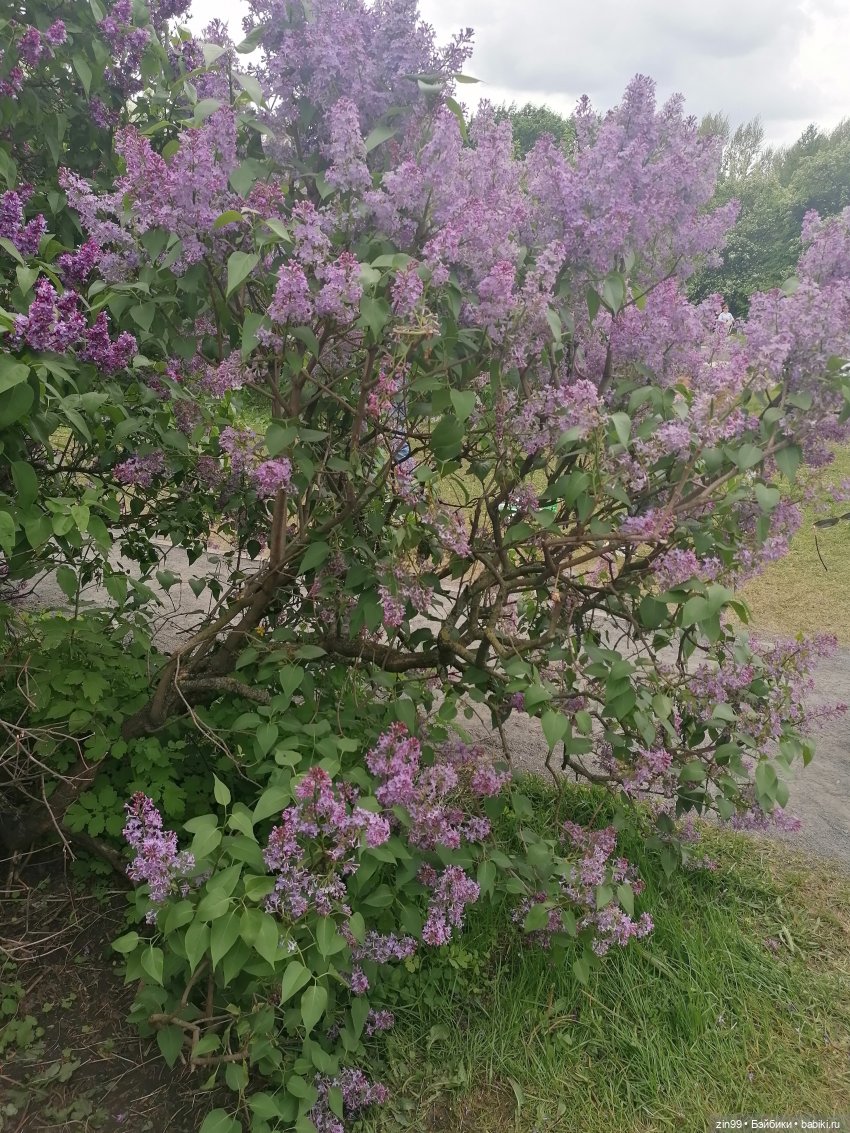 Плыл по городу запах сирени