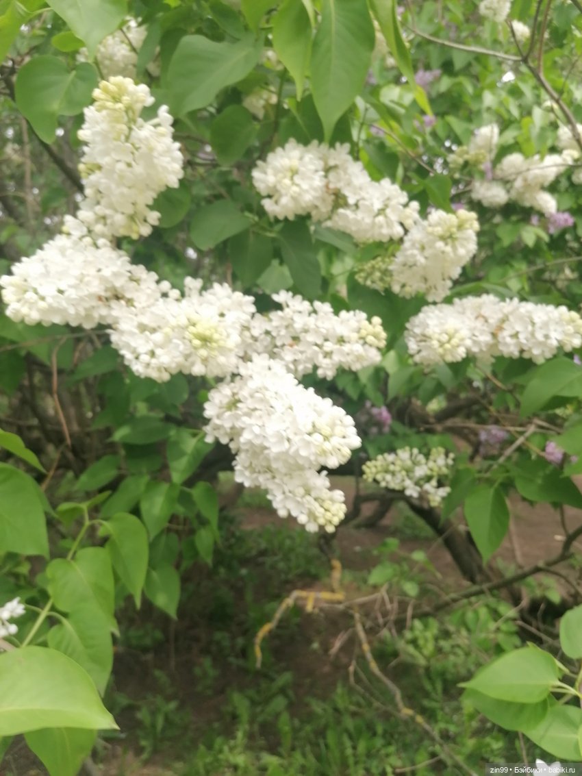 Плыл по городу запах сирени