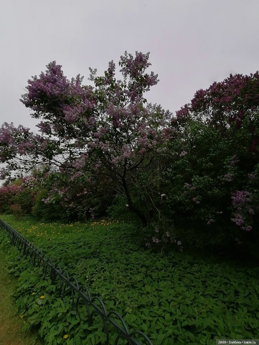 Плыл по городу запах сирени