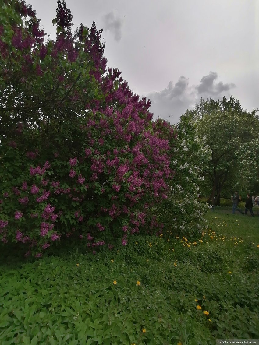 Плыл по городу запах сирени