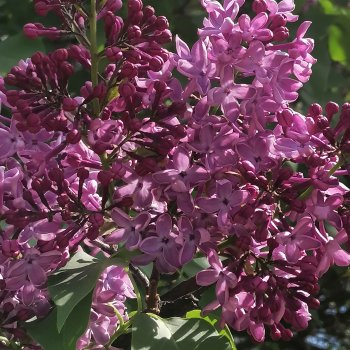 Плыл по городу запах сирени