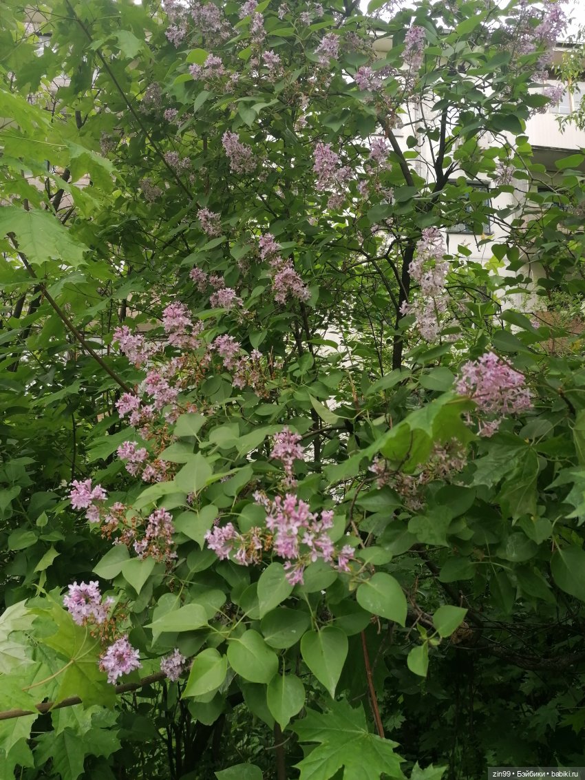 Большая баболи — Куклы Baboliy (Баболи