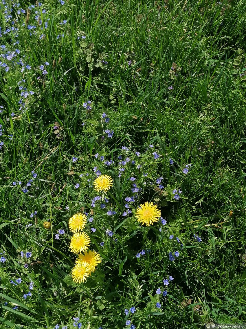 Две Rainbow High голубые, синие