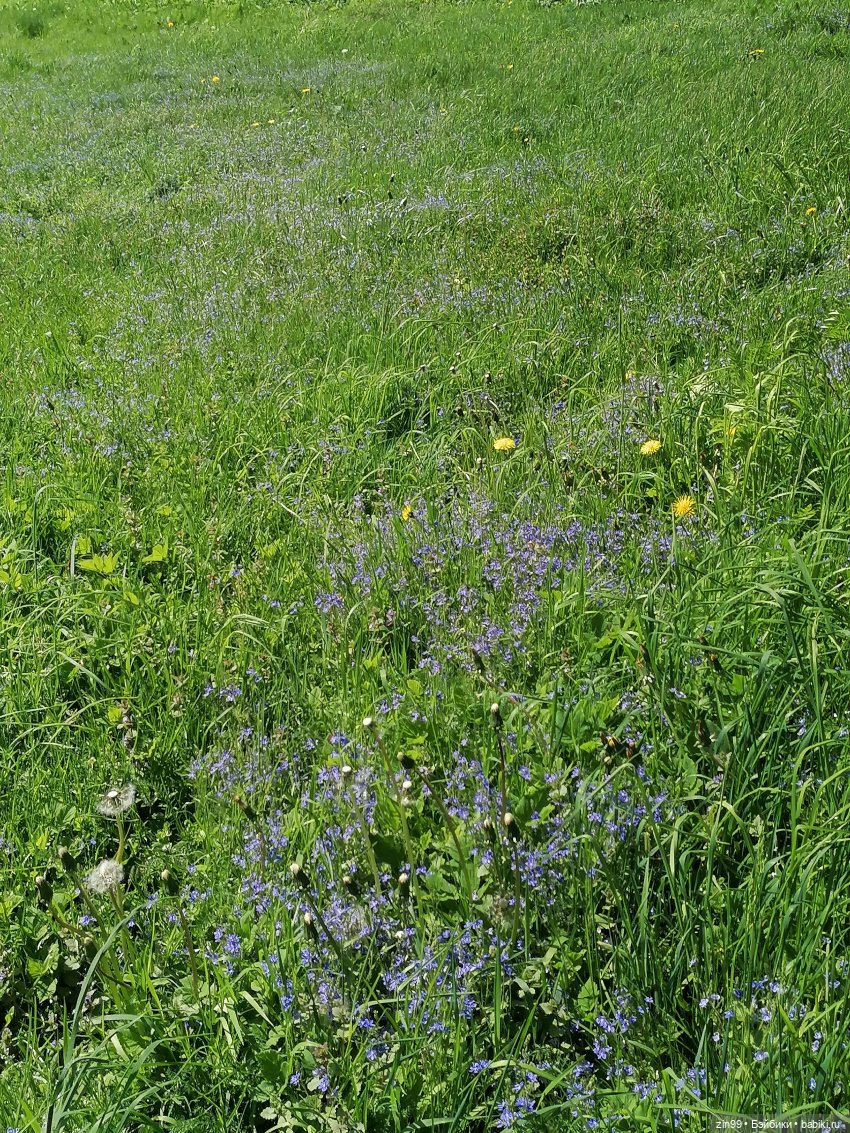 Две Rainbow High голубые, синие