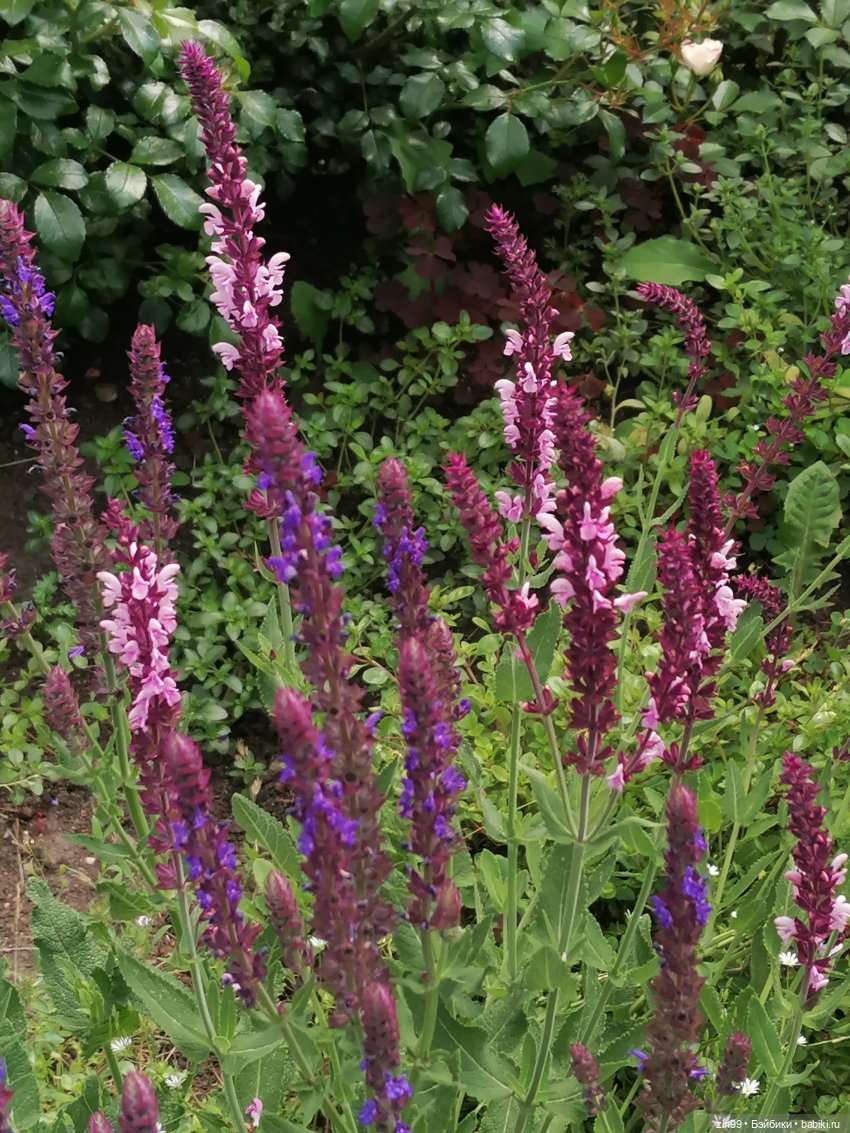 Оливия от Ллоренс — Куклы Llorens (Ллоренс): испанские пупсы