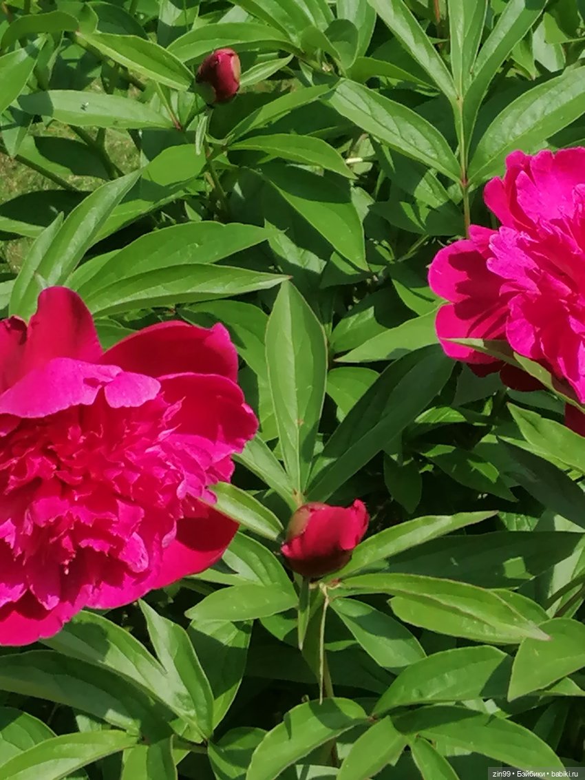 Оливия от Ллоренс — Куклы Llorens (Ллоренс): испанские пупсы