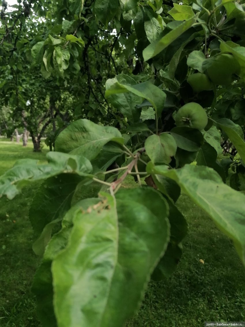 Оливия от Ллоренс — Куклы Llorens (Ллоренс): испанские пупсы (фото 10)