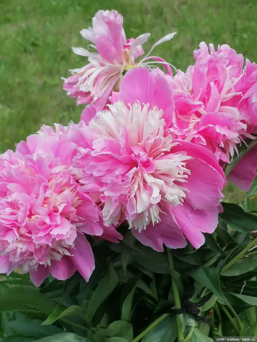 Оливия от Ллоренс — Куклы Llorens (Ллоренс): испанские пупсы