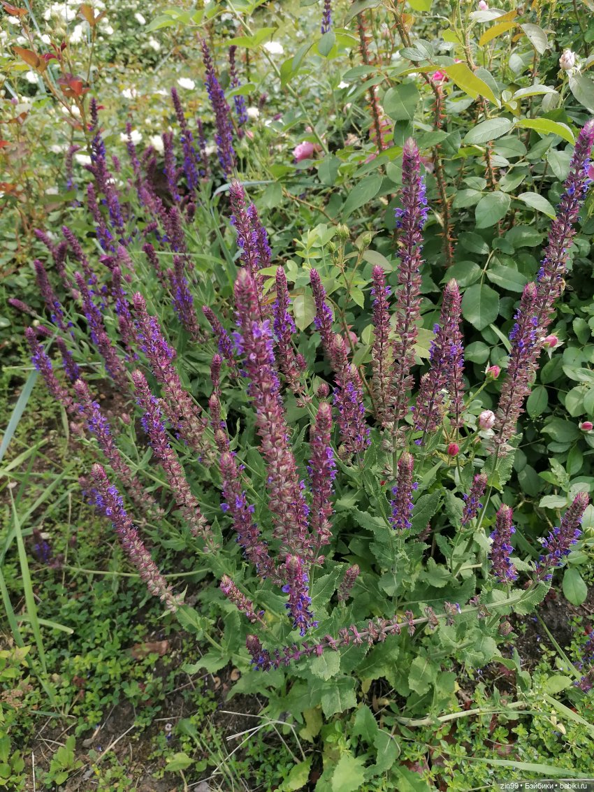 Оливия от Ллоренс — Куклы Llorens (Ллоренс): испанские пупсы