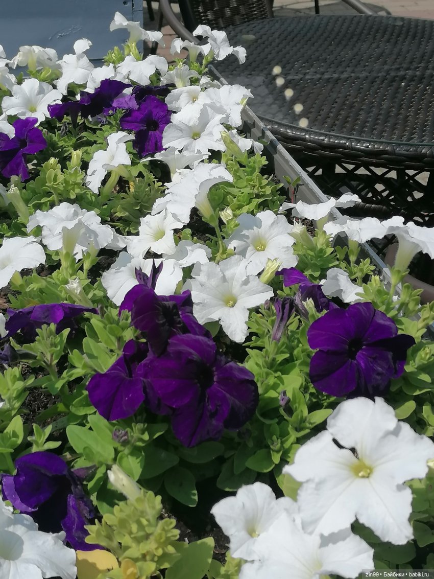 Оливия от Ллоренс — Куклы Llorens (Ллоренс): испанские пупсы