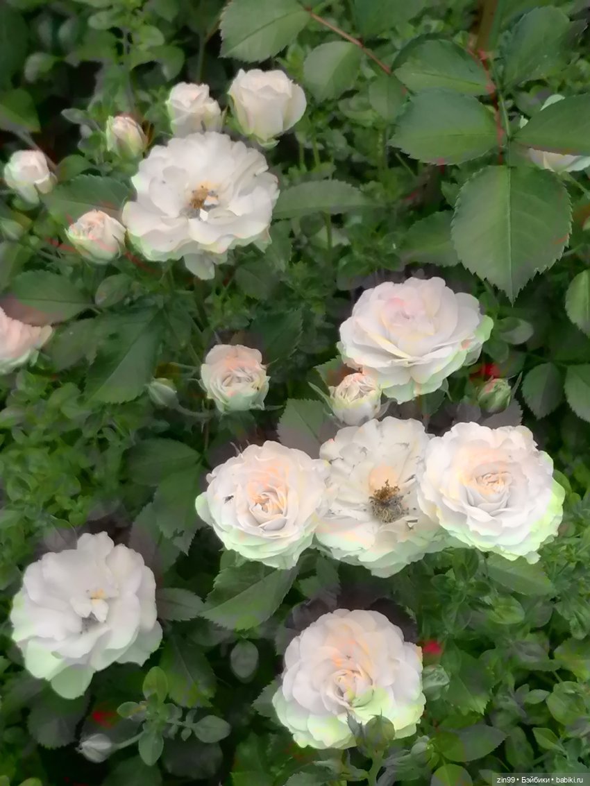 Оливия от Ллоренс — Куклы Llorens (Ллоренс): испанские пупсы