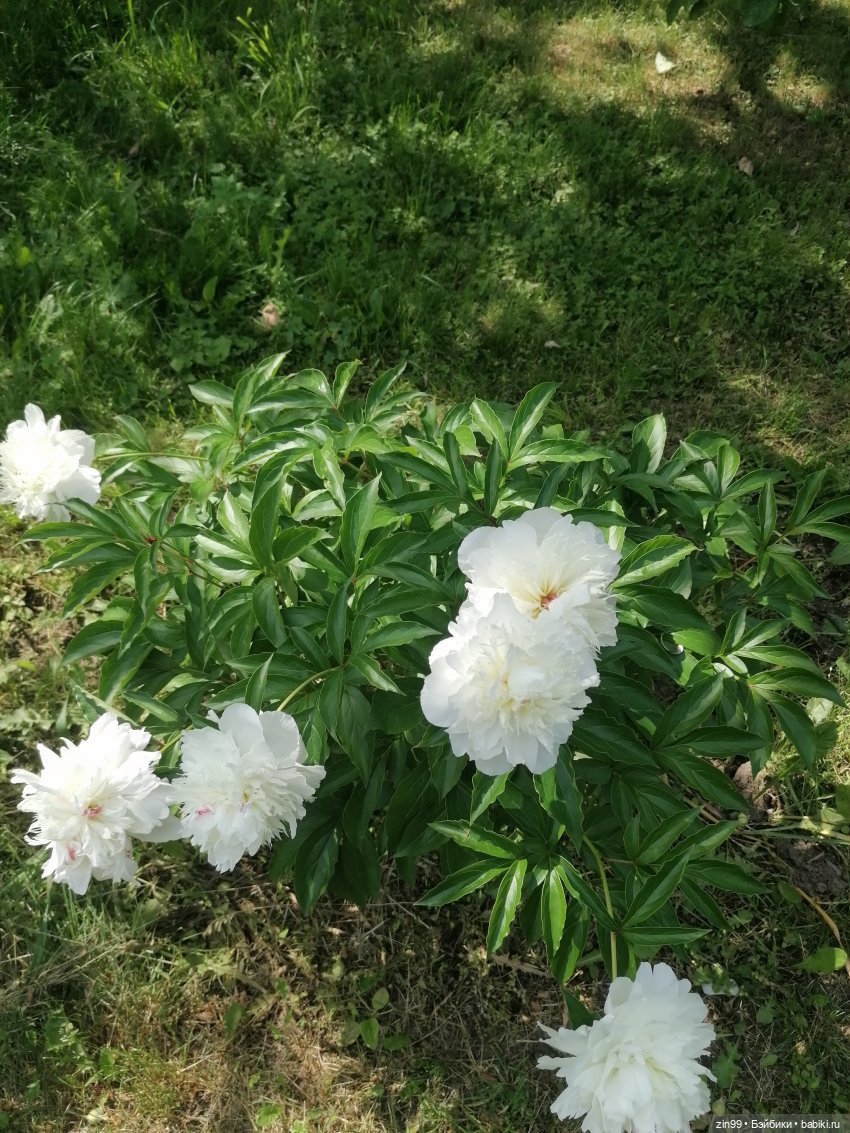 Оливия от Ллоренс — Куклы Llorens (Ллоренс): испанские пупсы