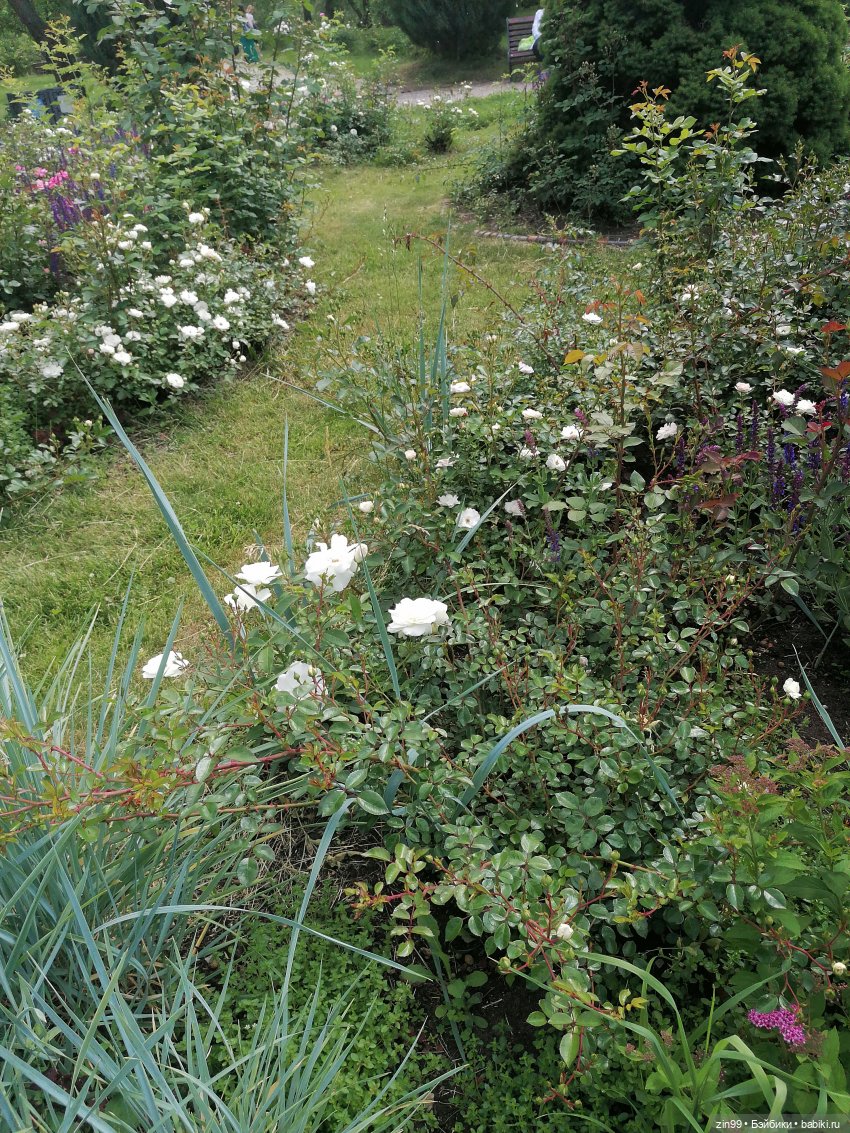 Оливия от Ллоренс — Куклы Llorens (Ллоренс): испанские пупсы