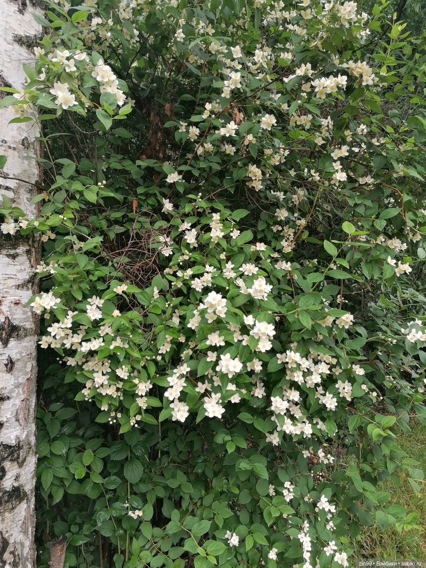 Подвижная улитка и Коты — Куклы Rainbow High (Рейнбоу Хай (фото 6)