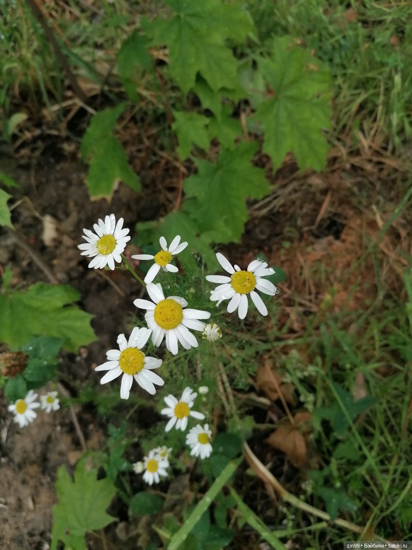 Подвижная улитка и Коты — Куклы Rainbow High (Рейнбоу Хай (фото 5)