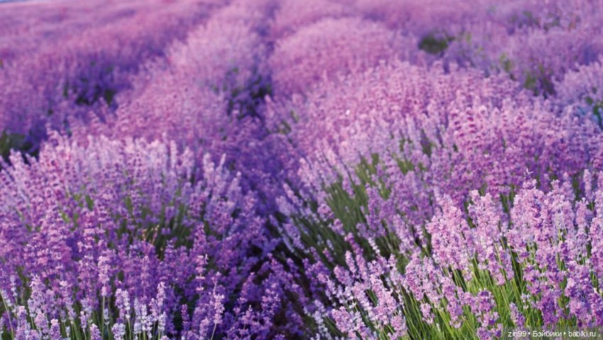 Лавандер Rainbow High- -Shadow High (фото 3)