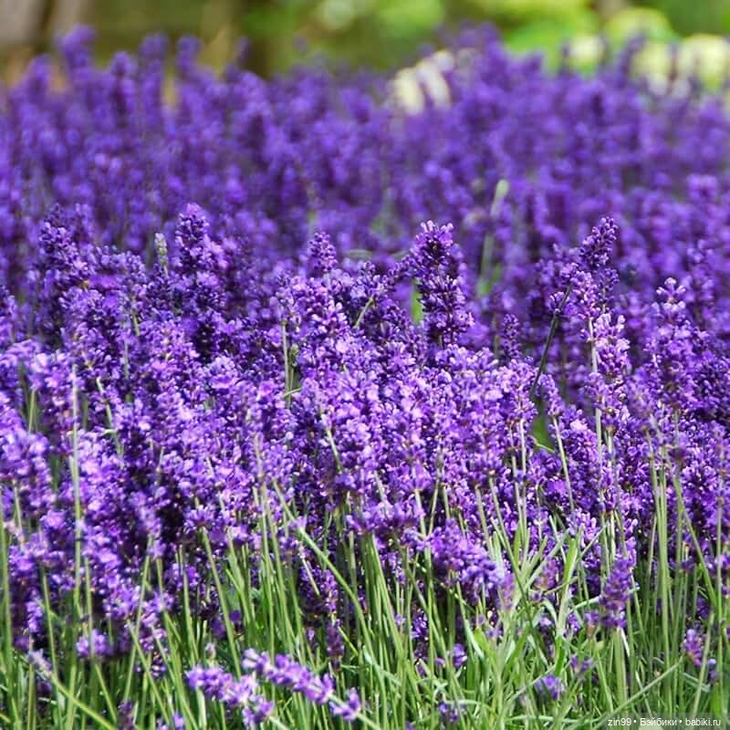 Лавандер Rainbow High- -Shadow High (фото 2)