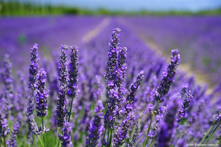 Лавандер Rainbow High- -Shadow High (фото 4)
