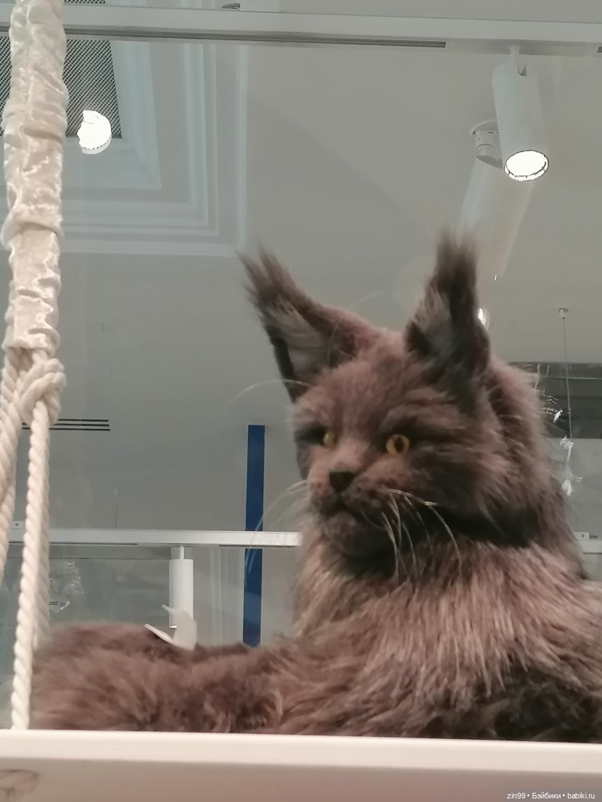 Прогулка в детский магазин в Москве