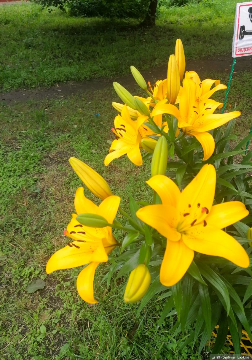 Большие Баболи еще две — Куклы Baboliy (Баболи (фото 10)