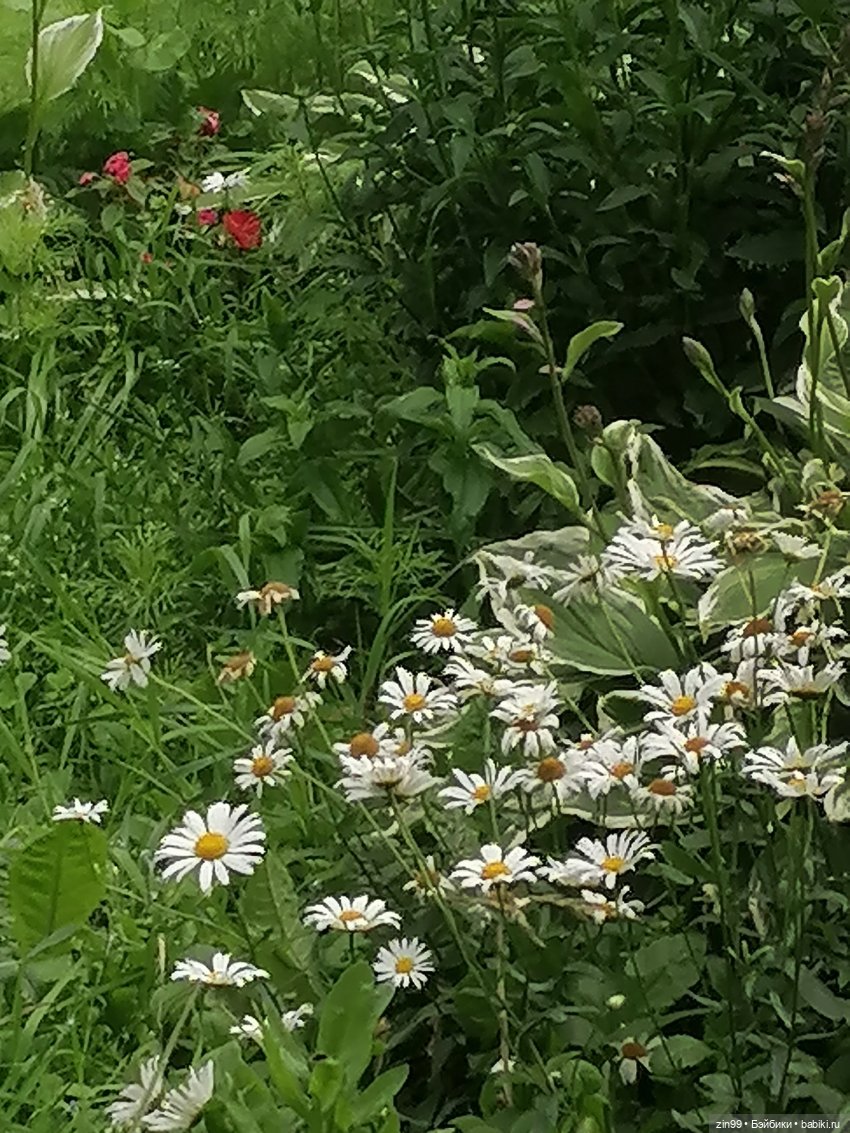 Большие Баболи еще две — Куклы Baboliy (Баболи