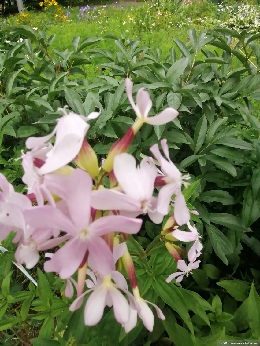 Большие Баболи еще две — Куклы Baboliy (Баболи