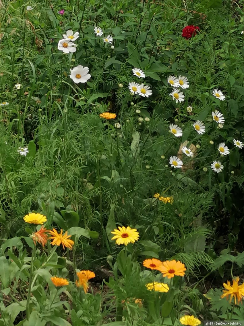 Похожая кукла — Куклы Rainbow High (Рейнбоу Хай