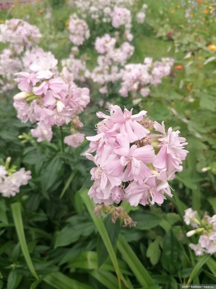 Похожая кукла — Куклы Rainbow High (Рейнбоу Хай