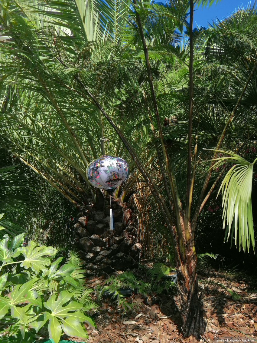 У нас -фестиваль культуры Вьетнама