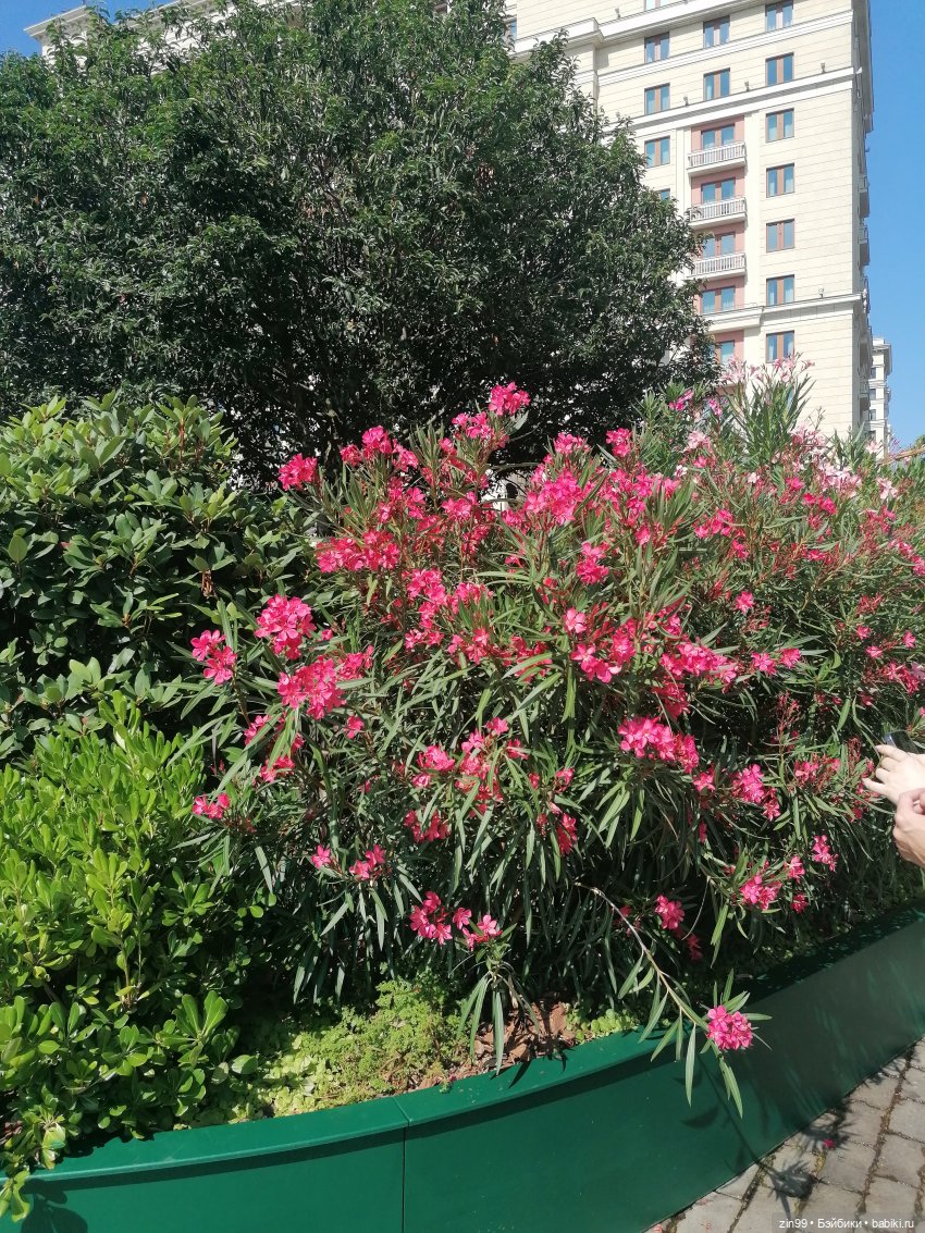 У нас -фестиваль культуры Вьетнама