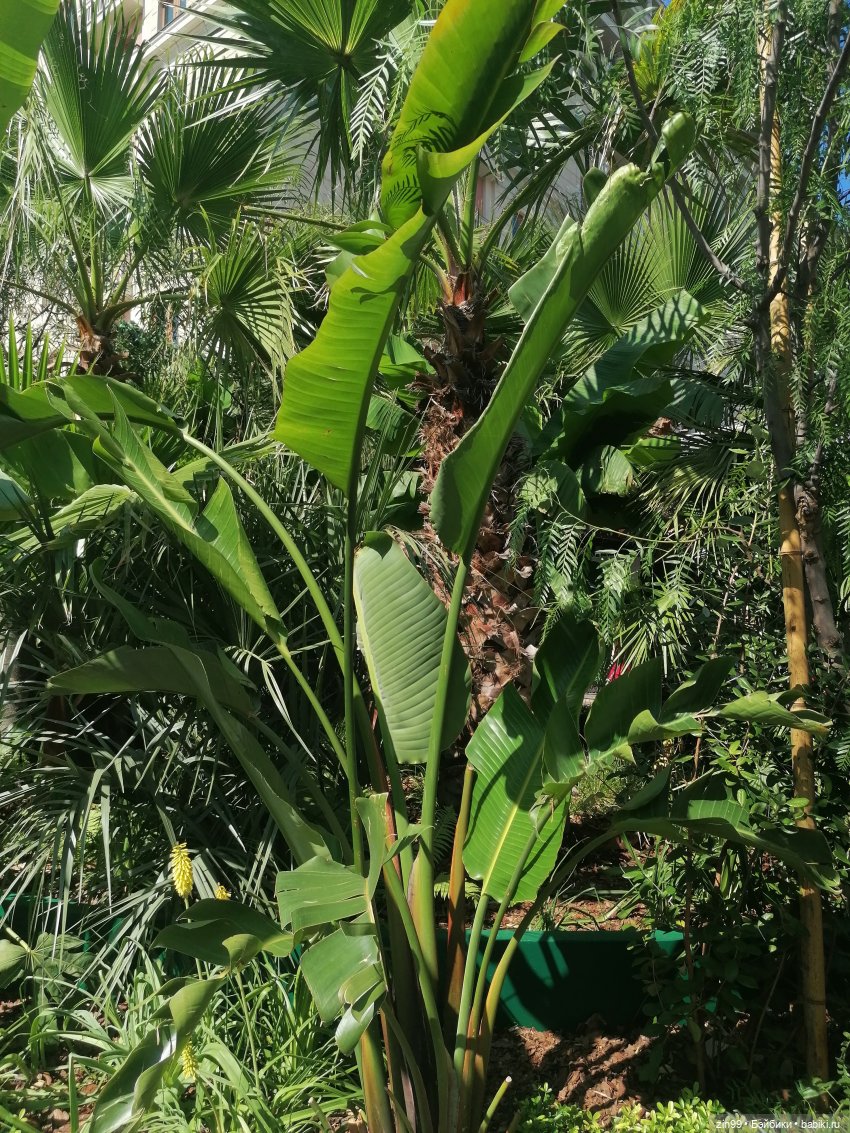 У нас -фестиваль культуры Вьетнама