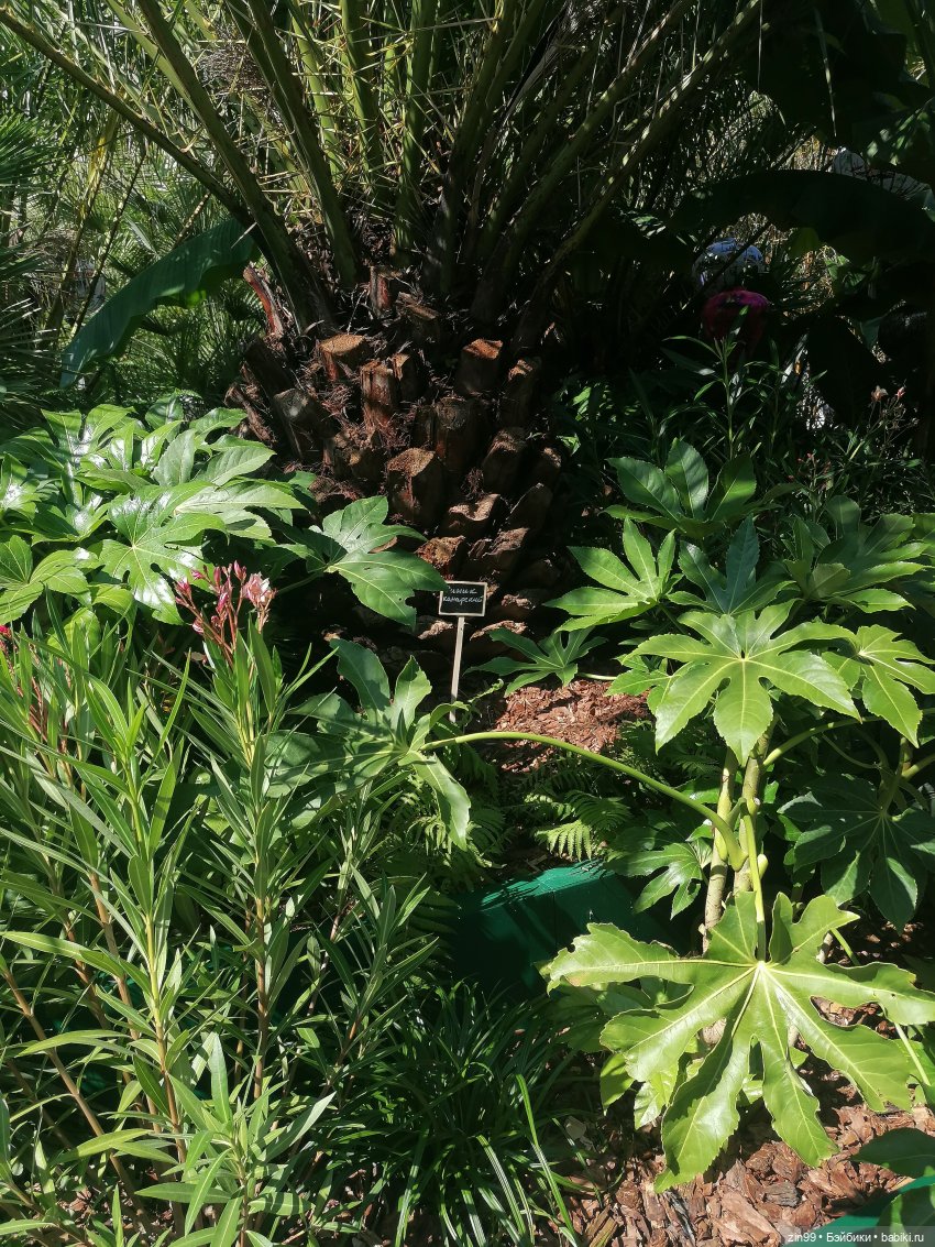 У нас -фестиваль культуры Вьетнама