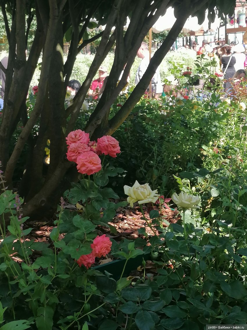 У нас -фестиваль культуры Вьетнама