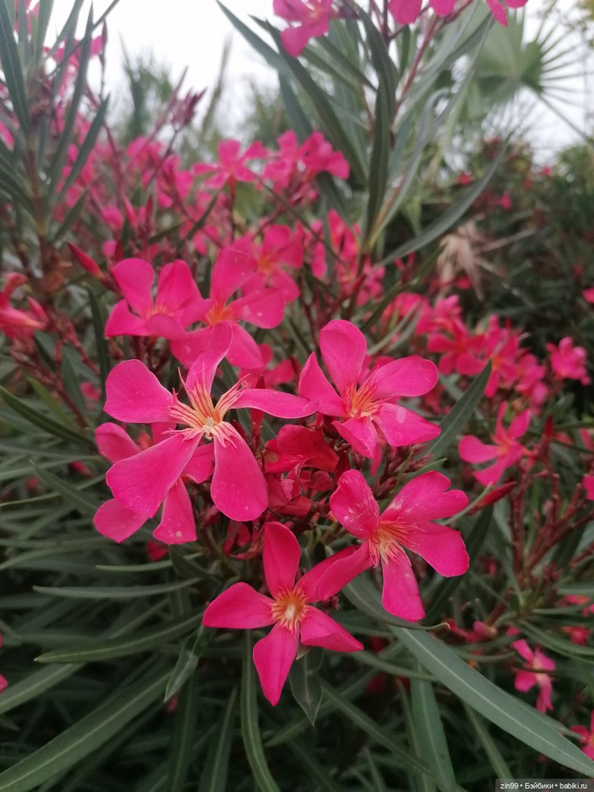 Кукла Shadow High Series 3 Pinkie