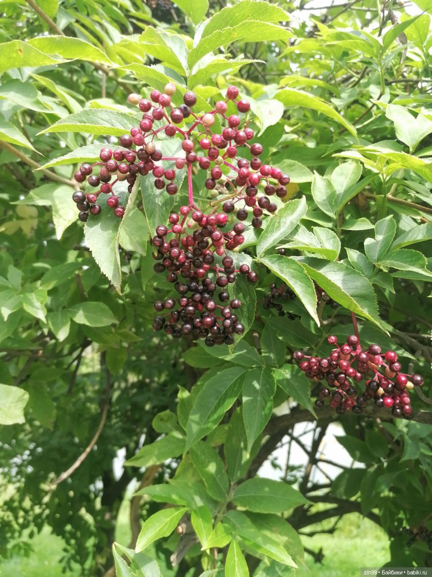 Прогулка по парку — Игровые куклы разных производителей (Разное): редкие бренды (фото 5)