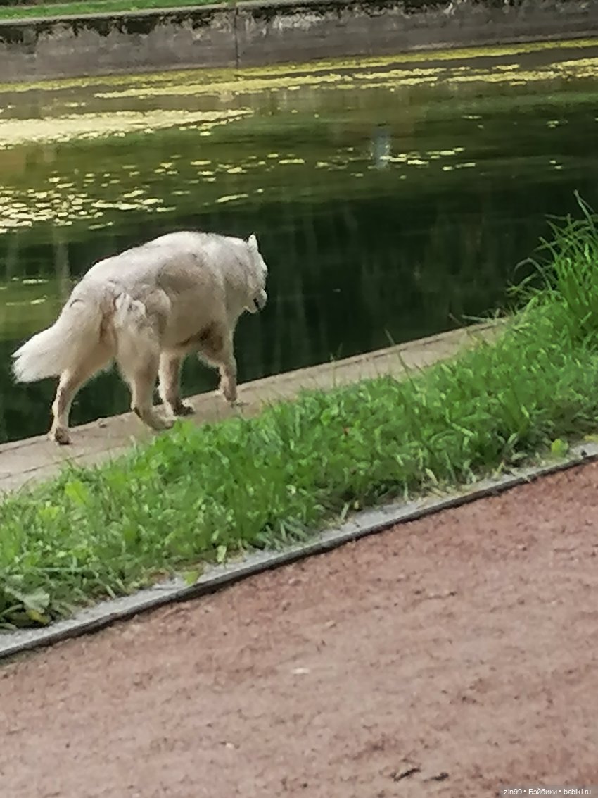 Прогулка по парку — Игровые куклы разных производителей (Разное): редкие бренды