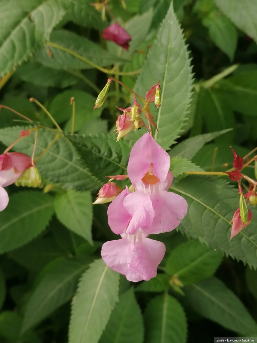 Прогулка по парку — Игровые куклы разных производителей (Разное): редкие бренды
