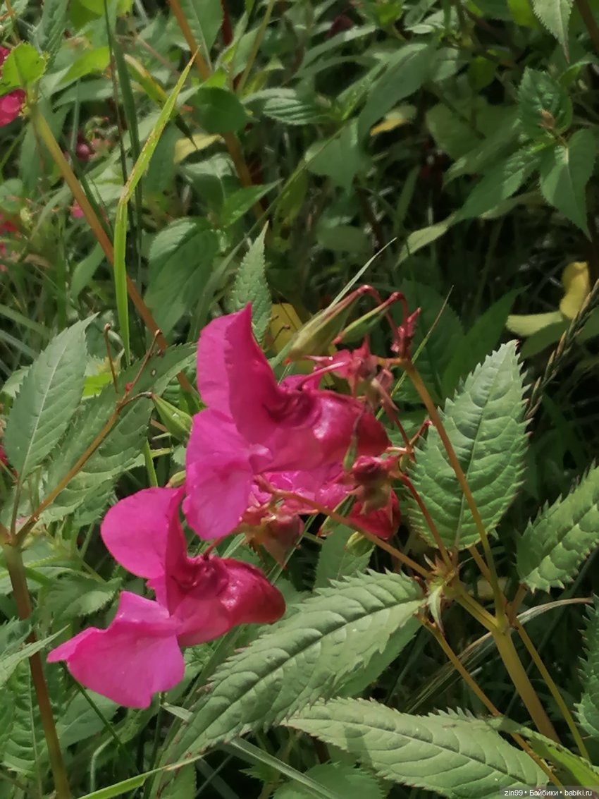 Прогулка по парку — Игровые куклы разных производителей (Разное): редкие бренды