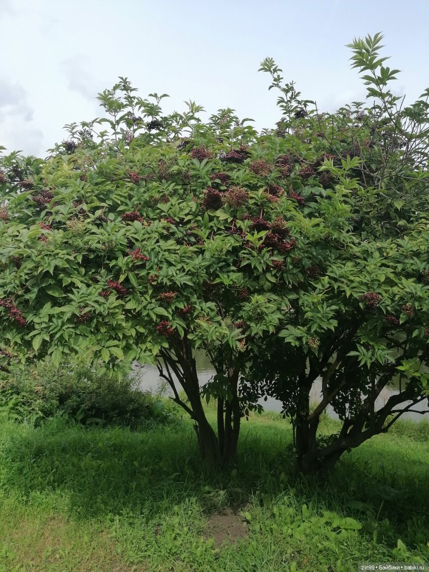 Прогулка по парку — Игровые куклы разных производителей (Разное): редкие бренды (фото 4)