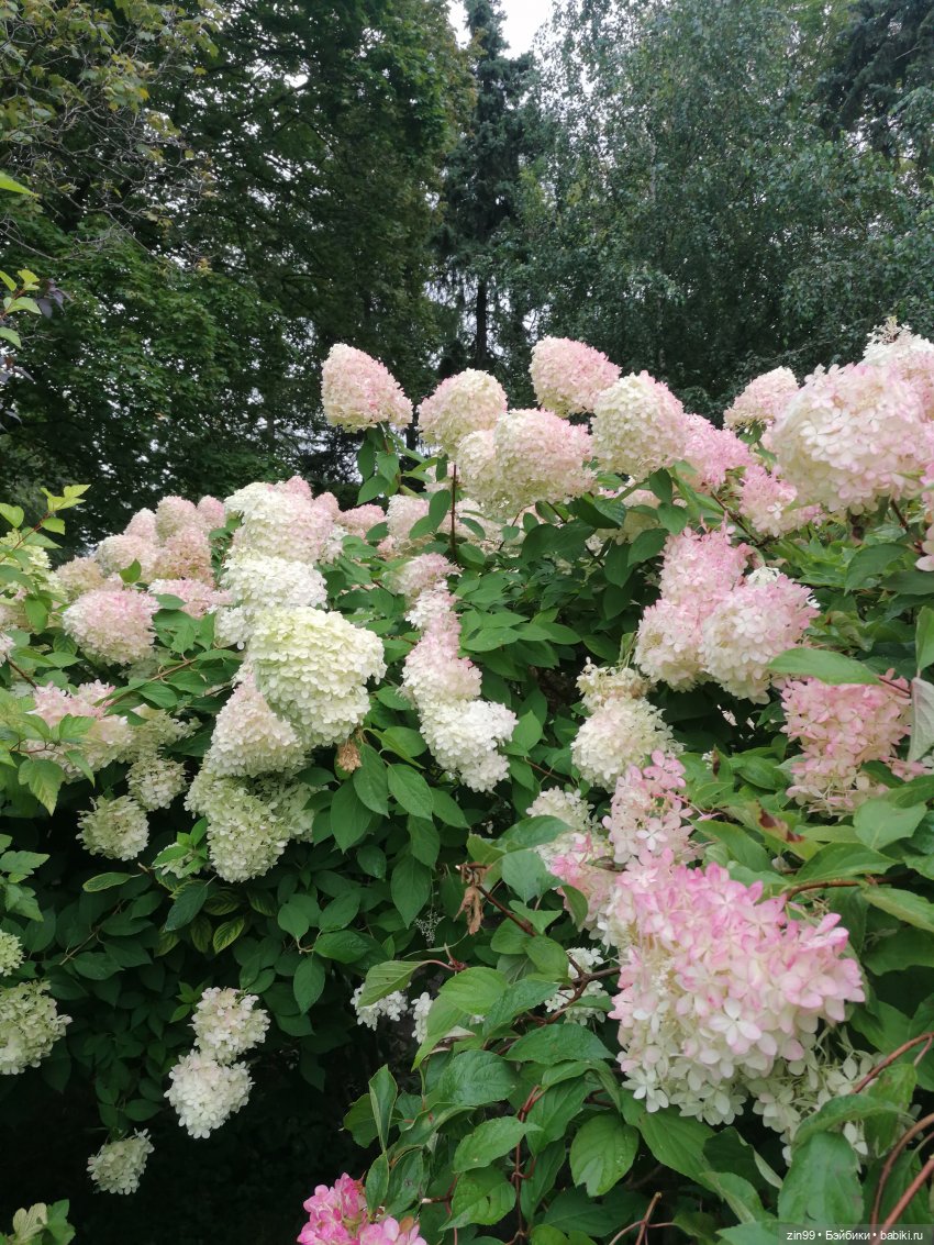 Прогулка по ВДНХ — Куклы Cabbage Patch Kids (Капустки): винтаж 80