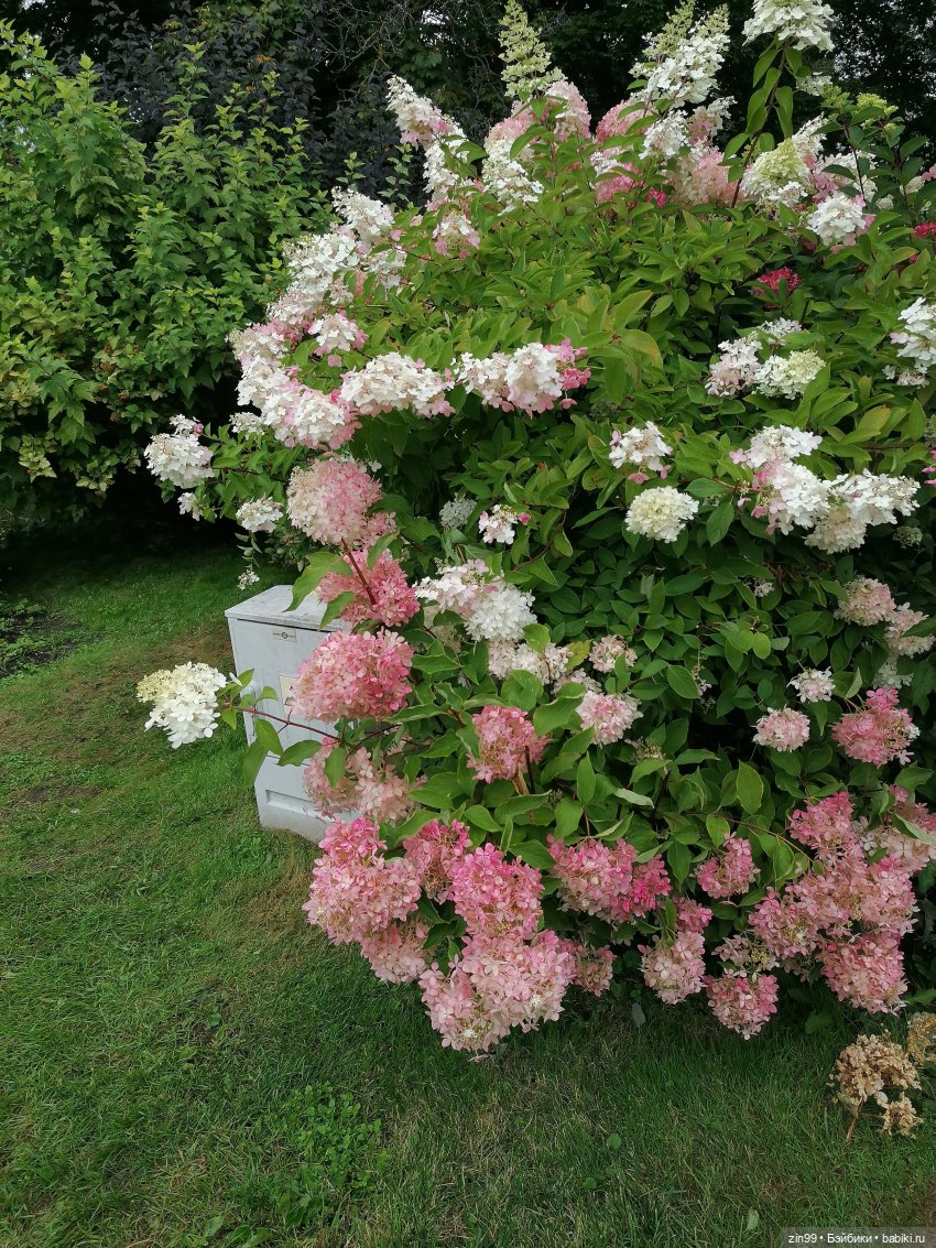 Прогулка по ВДНХ — Куклы Cabbage Patch Kids (Капустки): винтаж 80