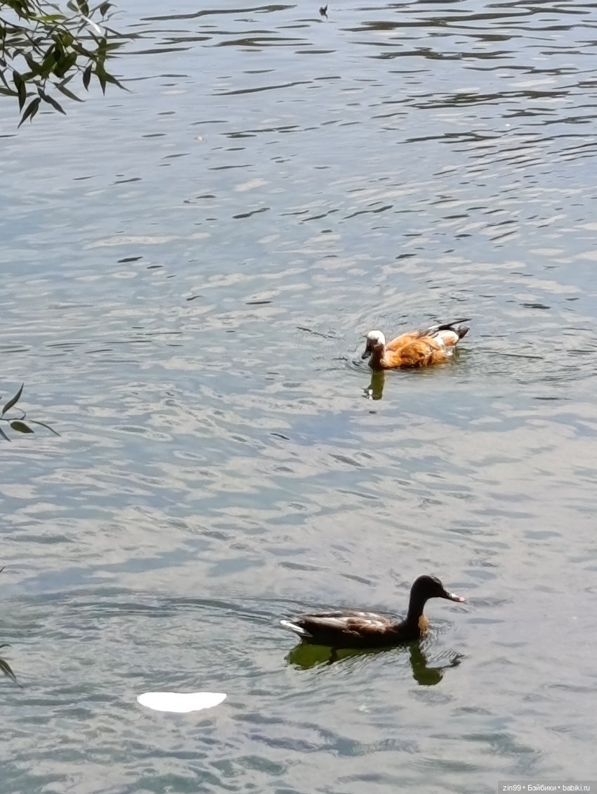Обмен шапками в последний день лета